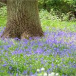 Bluebells - Ashton Wold