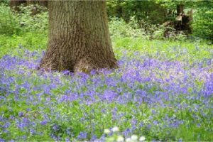 ashton-bluebells